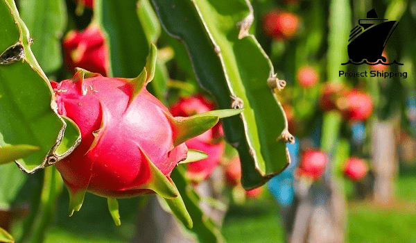Thanh long là trái cây chủ đạo của Việt Nam xuất khẩu ra nước ngoài