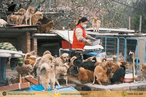 Quy trình làm thủ tục nhập khẩu thức ăn chăn nuôi