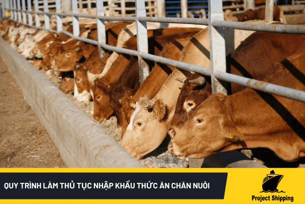 Quy trình làm thủ tục nhập khẩu thức ăn chăn nuôi