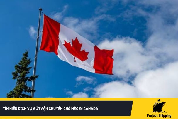 Tìm hiểu dịch vụ gửi vận chuyển Chó Mèo đi Canada