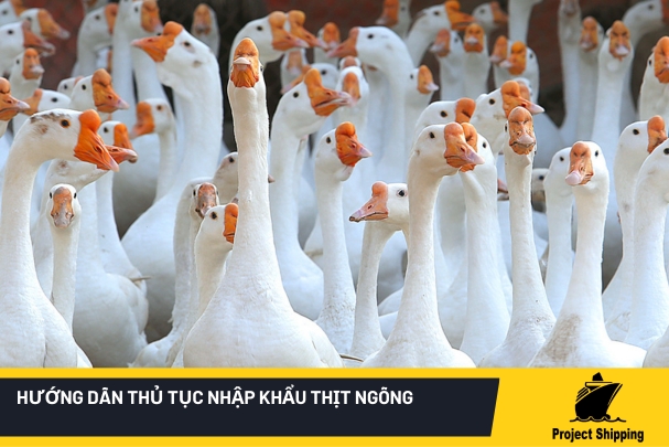 thủ tục nhập khẩu thịt ngỗng