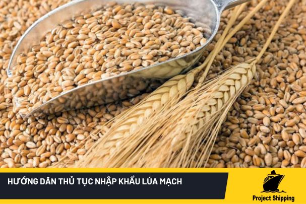 Thủ tục nhập khẩu lúa mạch