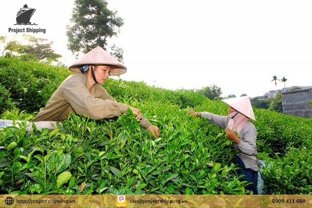 Dịch vụ vận chuyển chè Thái nguyên đi Thái Lan nhanh chóng 