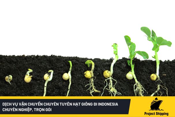 Dịch vụ vận chuyển chuyên tuyến hạt giống đi Indonesia chuyên nghiệp, trọn gói